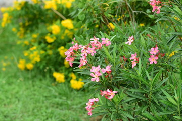 Colorful flowers in the garden.flower blooming.Beautiful flowers in the garden.	