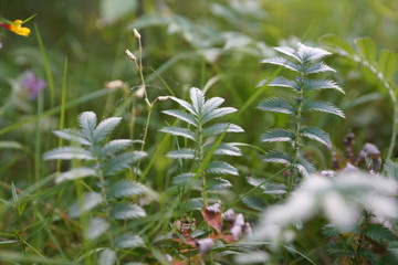 green branch of a tree