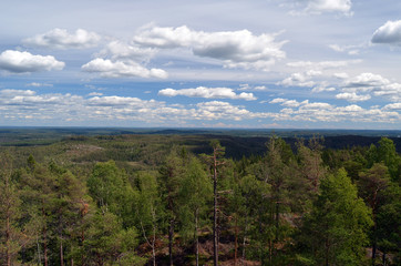 Aerial.Forest on a summer day in Central Norway. Sweden on the horizon