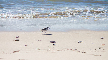 Seagull at beach