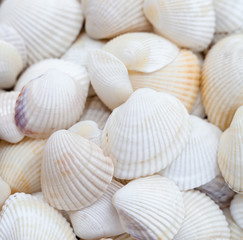 Seashells. Mollusk shells.
