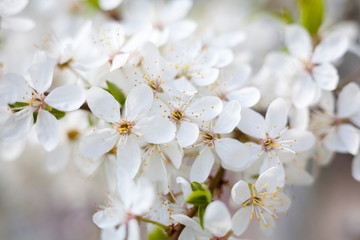 Fototapeta na wymiar Cherry tree flowers.
