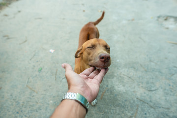 The brown dog is begging the babysitter to rub his head and scratch the chin.