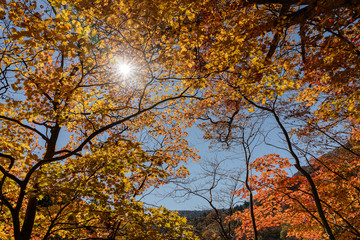 岩手県松川渓谷　紅葉と光芒の景色