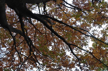 Fototapeta premium 紅葉