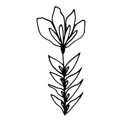 Obraz premium Hand drawn creative flower. White background. Ink doodle illustration. Hand-drawn vintage, minimalistic black flower. Beautiful vector illustration.