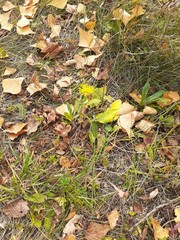 dandelion among autumn grass and foliage