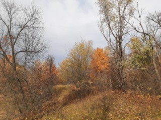 Fototapeta premium beautiful landscape of autumn forest on a background of cloudy sky