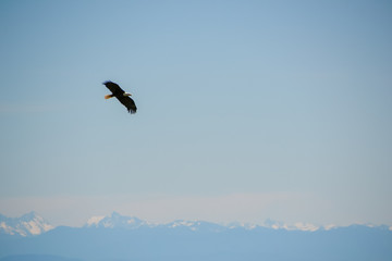 Fototapeta na wymiar Bald eagle flying around Grouse Mountain at a wildlife sanctuary