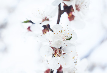 Apricot tree flowers