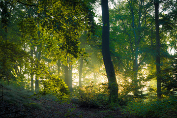 Fototapeta na wymiar Die Sonne scheint in den Wald durch Nebel - Herbst im Buchenwald