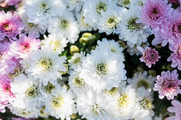 Arrière plan fleur rose et blanche dans un jardin