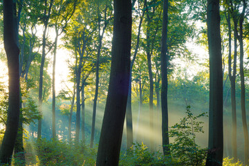 Die Sonne scheint durch Nebel in den Wald - Buchenwald auf Usedom