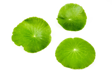 Naklejka na ściany i meble Asiatic Leaf Herb gotu kola, indian pennywort, centella asiatica, tropical herb isolated on white background. ayurveda herbal medicine inhibited or slowed growth of cancer cells Help prevent cancer