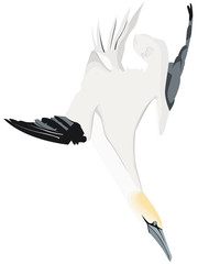 fou de bassan en couleur, plongeant de profil