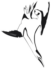 Fou de bassan en noir et blanc plongeant de profil