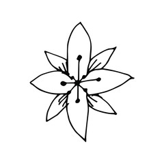 Hand drawn creative flower.  White background. Ink doodle illustration. Hand-drawn vintage, minimalistic black flower. Beautiful vector illustration.