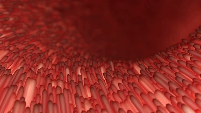Realistic red villi inside the intestines under the microscope. Intestine lining. Microscopic villi and capillary. 3d with diseased intestine for concept design. Gastrointestinal system disease. 4k