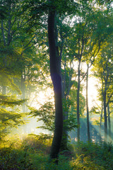 Sonnenstrahlen mit Nebel im Wald