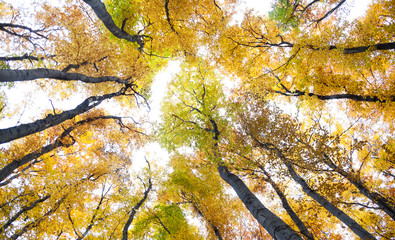 Yellow trees against the sky