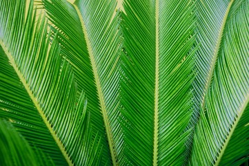 Fototapeta premium Palm. Petals of green large sizes approximately.