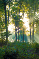 Die Sonne scheint durch Nebel in den Wald
