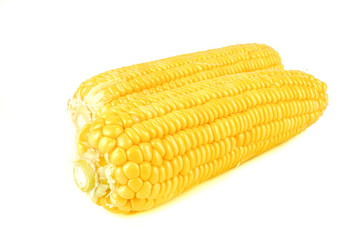 fresh raw corn cob isolated on white background