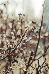 Frost is here. The beauty of the frozen nature.