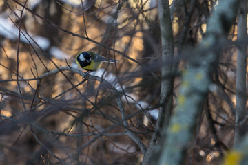 2019.01.09, Moscow, Russia.Life of birds in the city at winter time. Great tit sitting on the branch in winter garden. City birds of Russia.