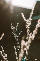 Frost is here. The beauty of the frozen nature.