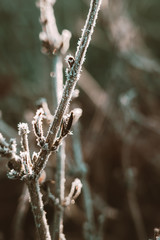 Frost is here. The beauty of the frozen nature.