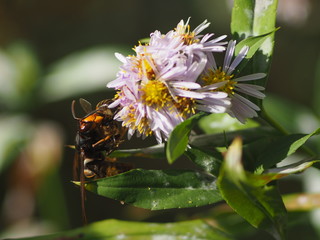 frelon attaque une abeille