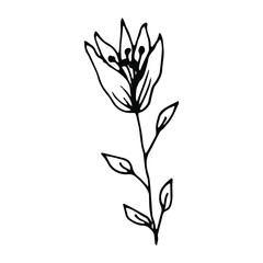 Hand drawn creative flower.  White background. Ink doodle illustration. Hand-drawn vintage, minimalistic black flower. Beautiful vector illustration.