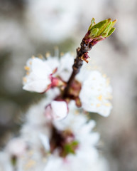  flowers of the apricot tree