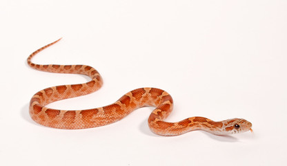 Corn snake / Kornnatter - Hypo Masque Diffused (Pantherophis guttatus)