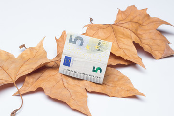 Billetes de euro sobre unas hojas secas