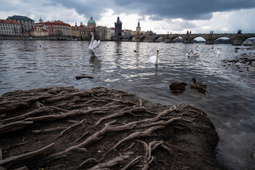 Swans and ducks on the Vltava River