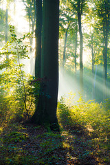 Die Sonne scheint durch Nebel in den Wald - Buchenwald