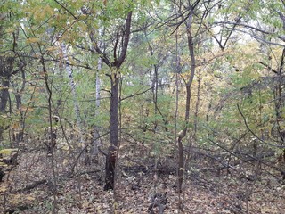  thickets of dry trees in the autumn forest