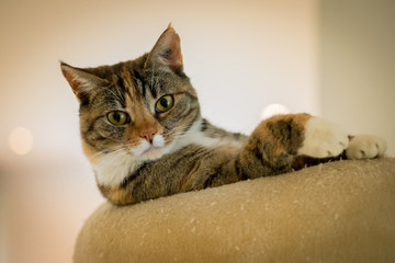 Beautiful female calico cat with brown green eyes relaxing and looking curious at the camera
