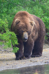 Ruling the landscape, brown bears of Kamchatka (Ursus arctos beringianus)