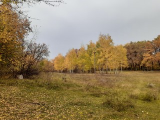 green and yellow trees in the autumn forest