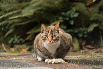 Female calico cat with brown eyes looking at you after it caught and killed a bird / chick.