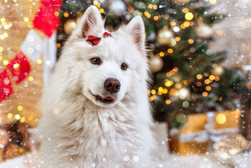 New Year card. White husky dog breed on the background of a Christmas tree and tinsel and pouring...