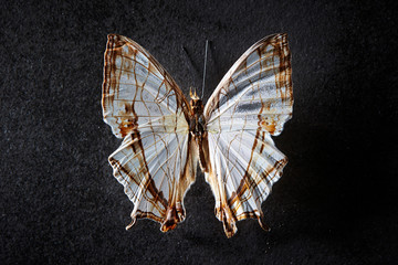 Fototapeta na wymiar Butterfly specimen