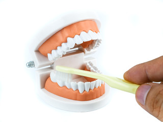 Plastic teeth models with Toothbrush how to clean teeth with brush properly and right, isolated on white background, concept Dental care and medical