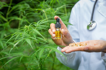 Doctor hand hold cannabis oil, Research of hemp oil extracts for medical purposes