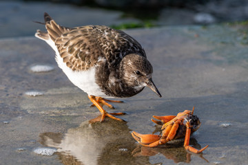 Steinwälzer frisst Krabbe