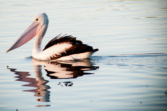 Pelican At Long Reach Water Hole - Northern Territory, Australia