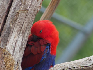 Perroquet rouge et bleu sexy